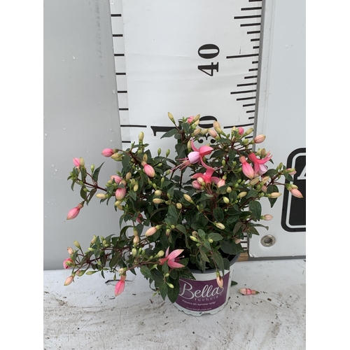 108 - NINE FUCHSIA BELLA IN 20CM POTS 20-30CM TALL TO BE SOLD FOR THE NINE PLUS VAT