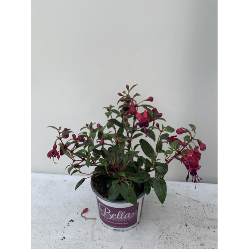 109 - NINE FUCHSIA BELLA IN 20CM POTS 20-30CM TALL TO BE SOLD FOR THE NINE PLUS VAT