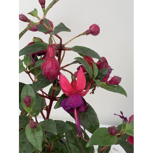 109 - NINE FUCHSIA BELLA IN 20CM POTS 20-30CM TALL TO BE SOLD FOR THE NINE PLUS VAT