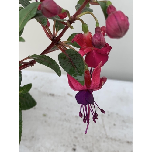 109 - NINE FUCHSIA BELLA IN 20CM POTS 20-30CM TALL TO BE SOLD FOR THE NINE PLUS VAT