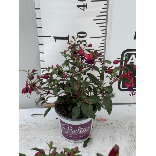 109 - NINE FUCHSIA BELLA IN 20CM POTS 20-30CM TALL TO BE SOLD FOR THE NINE PLUS VAT