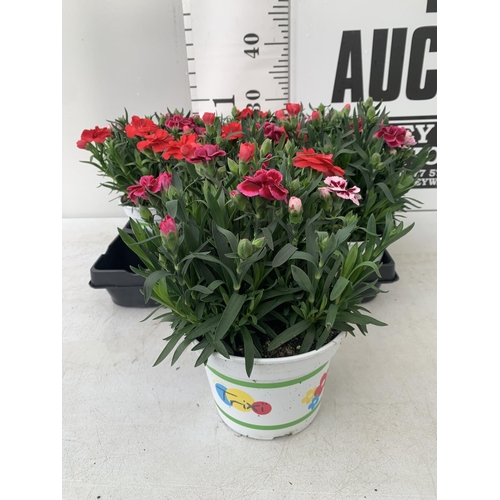 12 - SIX POTS OF DIANTHUS TRIO MIXED WITH THREE VARIETIES IN EACH POT SIZE P15 HEIGHT 30CM TO BE SOLD FOR... 