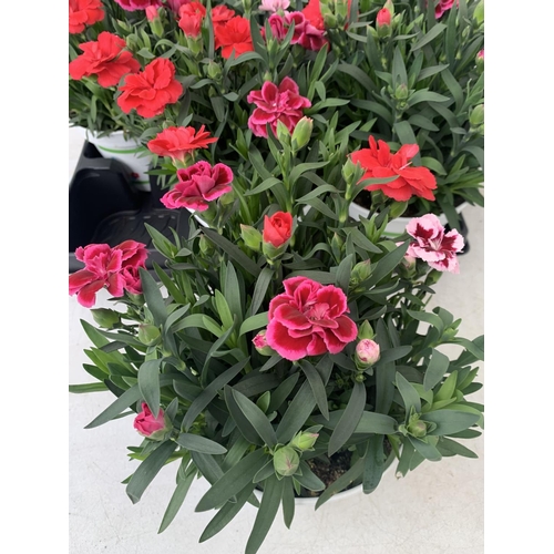 12 - SIX POTS OF DIANTHUS TRIO MIXED WITH THREE VARIETIES IN EACH POT SIZE P15 HEIGHT 30CM TO BE SOLD FOR... 