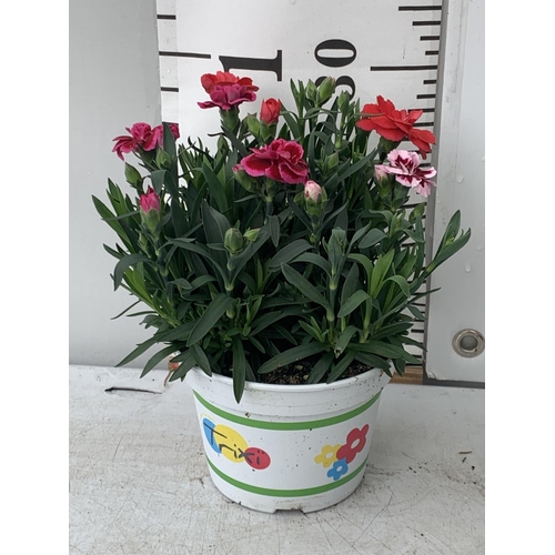 12 - SIX POTS OF DIANTHUS TRIO MIXED WITH THREE VARIETIES IN EACH POT SIZE P15 HEIGHT 30CM TO BE SOLD FOR... 