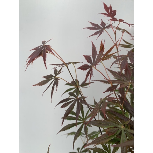 17 - TWO ACER PALMATUM JAPANESE JEWELS IN 3 LTR POTS TO INCLUDE A TROMPENBURG AND A SHAINA  70 -80CM TALL... 