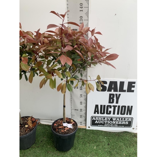 19 - A PAIR OF STANDARD PHOTINIA FRASERI RED ROBIN TREES 120CM TALL IN A 10 LTR POT TO BE SOLD FOR THE PA... 