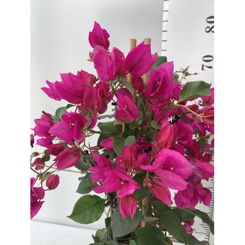 2 - TWO BOUGAINVILLEA SANDERINA  ON A PYRAMID FRAME, 3 LTR POTS HEIGHT 70-80CM. PATIO READY TO BE SOLD F... 