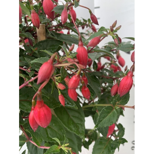 3 - TWO BELLA STANDARD FUCHSIA IN A 3 LTR POTS 70CM -80CM TALL TO BE SOLD FOR THE TWO PLUS VAT