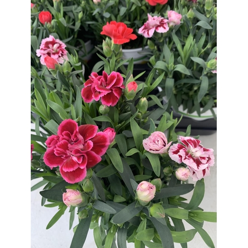 53 - SIX POTS OF DIANTHUS TRIO MIXED WITH THREE VARIETIES IN EACH POT SIZE P15 HEIGHT 30CM TO BE SOLD FOR... 