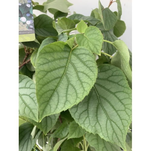 54 - A SCHIZOPHRAGMA HYDRANGEOIDES MOONLIGHT IN A 7.5 LTR POT 130CM TALL PLUS VAT