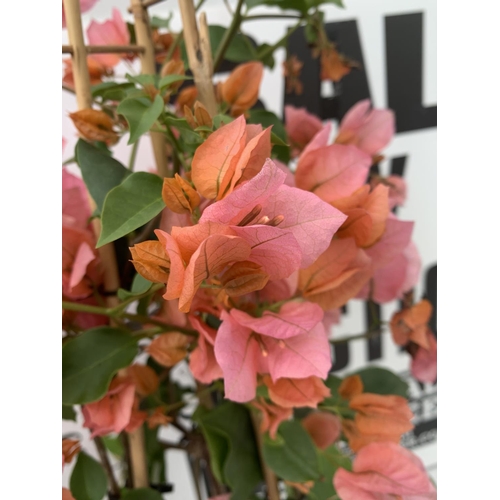 56 - TWO BOUGAINVILLEA SANDERINA  ON A PYRAMID FRAME, 3 LTR POTS HEIGHT 70-80CM. PATIO READY TO BE SOLD F... 