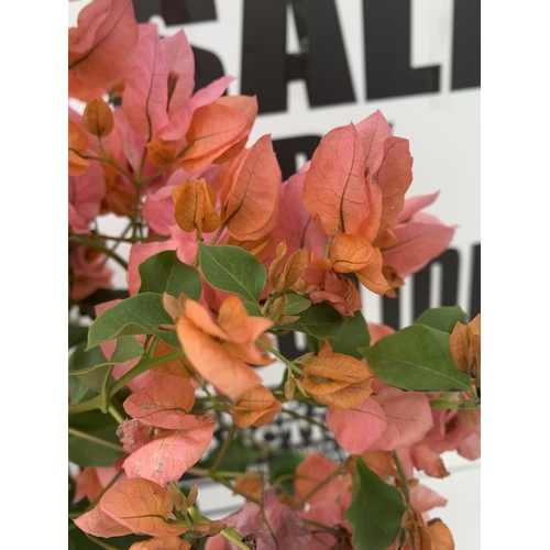 56 - TWO BOUGAINVILLEA SANDERINA  ON A PYRAMID FRAME, 3 LTR POTS HEIGHT 70-80CM. PATIO READY TO BE SOLD F... 