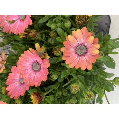 69 - TWELVE PEACH/PINK COLOURED OSTEOSPERMUM PLANTS TO BE SOLD FOR THE TWELVE PLUS VAT