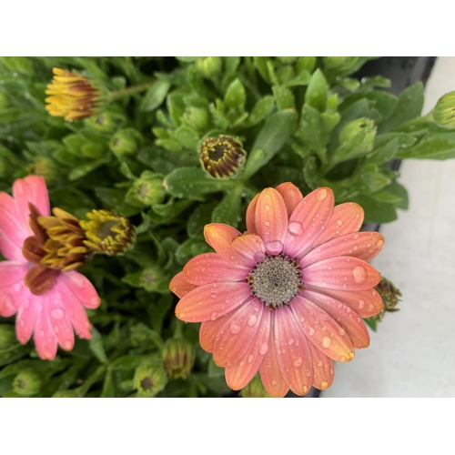 69 - TWELVE PEACH/PINK COLOURED OSTEOSPERMUM PLANTS TO BE SOLD FOR THE TWELVE PLUS VAT