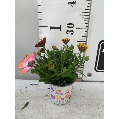 69 - TWELVE PEACH/PINK COLOURED OSTEOSPERMUM PLANTS TO BE SOLD FOR THE TWELVE PLUS VAT