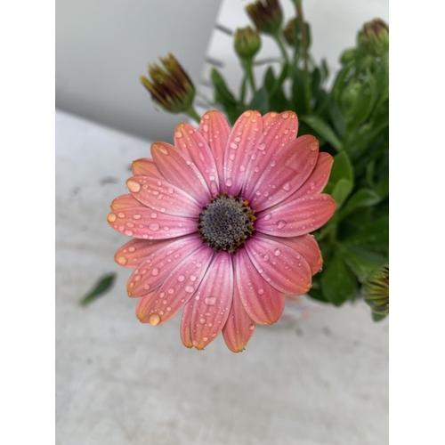 69 - TWELVE PEACH/PINK COLOURED OSTEOSPERMUM PLANTS TO BE SOLD FOR THE TWELVE PLUS VAT