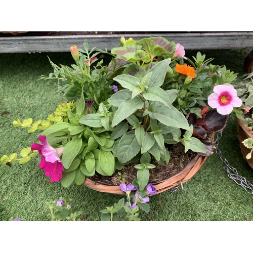 76 - FOUR WICKER HANGING BASKETS WITH MIXED BEDDING AND TRAILING PLANTS TO INCLUDE PETUNIA, MARIGOLD,GERA... 