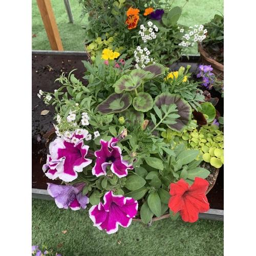 77 - FOUR WICKER HANGING BASKETS WITH MIXED BEDDING AND TRAILING PLANTS TO INCLUDE PETUNIA, MARIGOLD, GER... 