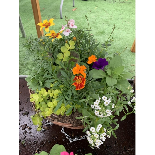 77 - FOUR WICKER HANGING BASKETS WITH MIXED BEDDING AND TRAILING PLANTS TO INCLUDE PETUNIA, MARIGOLD, GER... 