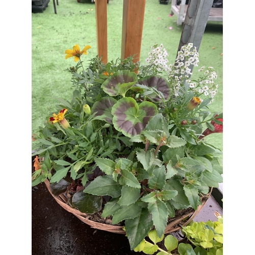 77 - FOUR WICKER HANGING BASKETS WITH MIXED BEDDING AND TRAILING PLANTS TO INCLUDE PETUNIA, MARIGOLD, GER... 