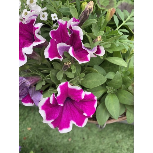 77 - FOUR WICKER HANGING BASKETS WITH MIXED BEDDING AND TRAILING PLANTS TO INCLUDE PETUNIA, MARIGOLD, GER... 