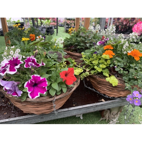 77 - FOUR WICKER HANGING BASKETS WITH MIXED BEDDING AND TRAILING PLANTS TO INCLUDE PETUNIA, MARIGOLD, GER... 