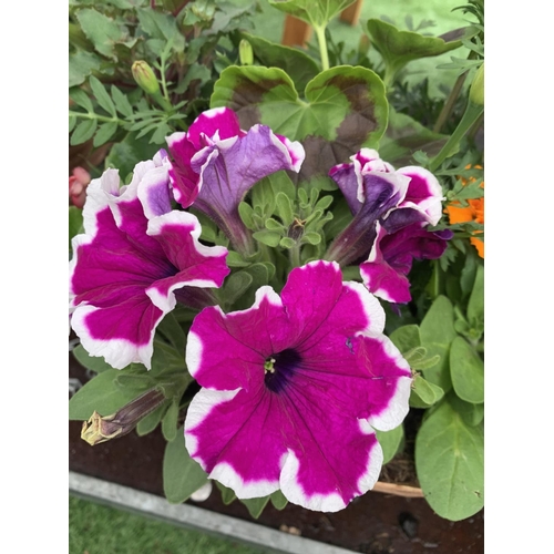 78 - TWO WICKER HANGING BASKETS WITH MIXED BEDDING AND TRAILING PLANTS TO INCLUDE PETUNIA, MARIGOLD, GERA... 