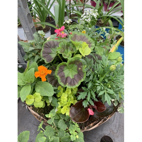 79 - TWO WICKER HANGING BASKETS WITH MIXED BEDDING AND TRAILING PLANTS TO INCLUDE PETUNIA, MARIGOLD, GERA... 