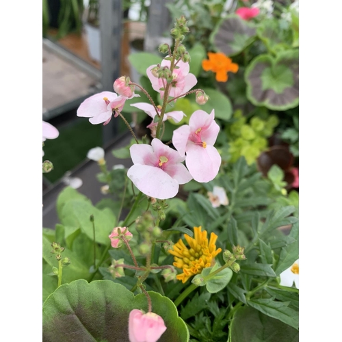 79 - TWO WICKER HANGING BASKETS WITH MIXED BEDDING AND TRAILING PLANTS TO INCLUDE PETUNIA, MARIGOLD, GERA... 