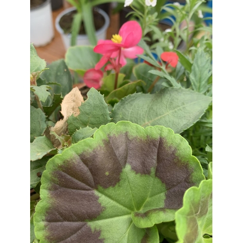 79 - TWO WICKER HANGING BASKETS WITH MIXED BEDDING AND TRAILING PLANTS TO INCLUDE PETUNIA, MARIGOLD, GERA... 