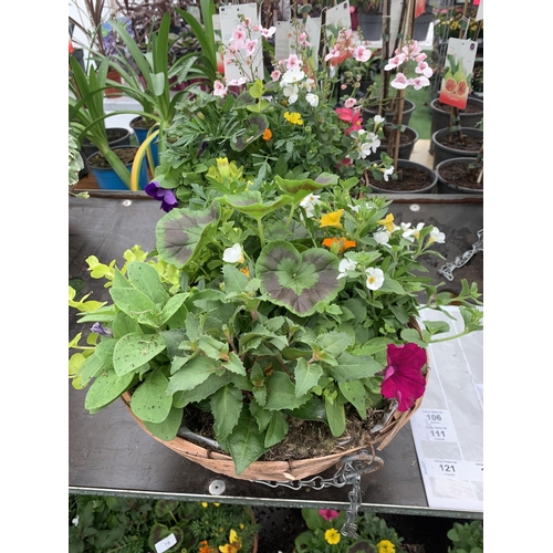 79 - TWO WICKER HANGING BASKETS WITH MIXED BEDDING AND TRAILING PLANTS TO INCLUDE PETUNIA, MARIGOLD, GERA... 