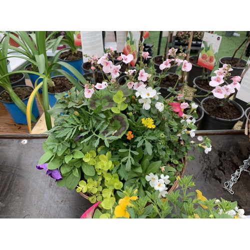 79 - TWO WICKER HANGING BASKETS WITH MIXED BEDDING AND TRAILING PLANTS TO INCLUDE PETUNIA, MARIGOLD, GERA... 