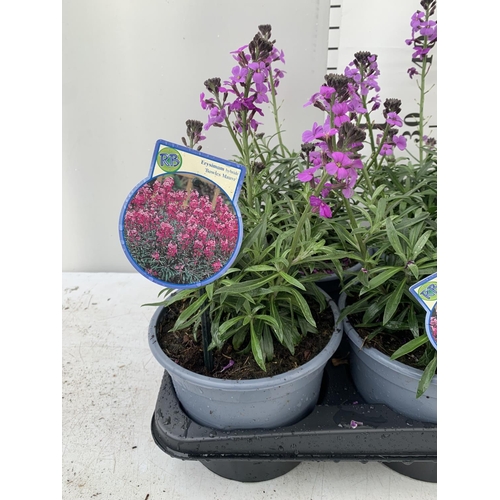 80 - SIX ERYSIMUM BOWLES MAUVE IN 2 LTR POTS 40-50CM TALL TO BE SOLD FOR THE SIX PLUS VAT