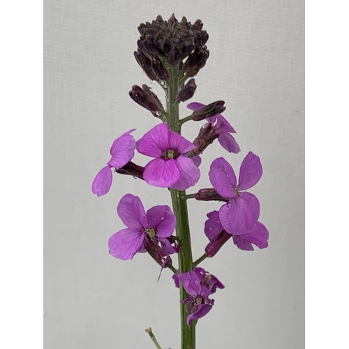 80 - SIX ERYSIMUM BOWLES MAUVE IN 2 LTR POTS 40-50CM TALL TO BE SOLD FOR THE SIX PLUS VAT