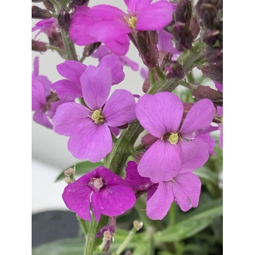 80 - SIX ERYSIMUM BOWLES MAUVE IN 2 LTR POTS 40-50CM TALL TO BE SOLD FOR THE SIX PLUS VAT