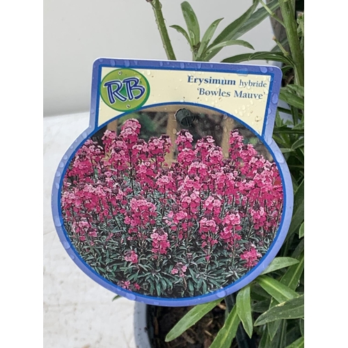 80 - SIX ERYSIMUM BOWLES MAUVE IN 2 LTR POTS 40-50CM TALL TO BE SOLD FOR THE SIX PLUS VAT