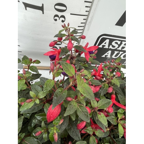 87 - NINE FUCHSIA BELLA IN 20CM POTS 20-30CM TALL TO BE SOLD FOR THE NINE PLUS VAT