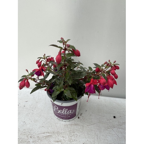 87 - NINE FUCHSIA BELLA IN 20CM POTS 20-30CM TALL TO BE SOLD FOR THE NINE PLUS VAT