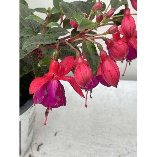 87 - NINE FUCHSIA BELLA IN 20CM POTS 20-30CM TALL TO BE SOLD FOR THE NINE PLUS VAT