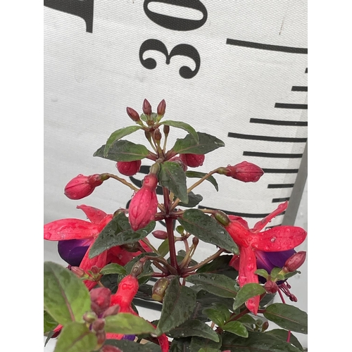 87 - NINE FUCHSIA BELLA IN 20CM POTS 20-30CM TALL TO BE SOLD FOR THE NINE PLUS VAT