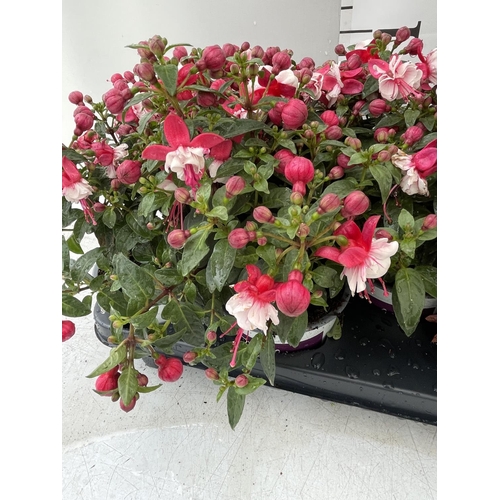 88 - NINE FUCHSIA BELLA IN 20CM POTS 20-30CM TALL TO BE SOLD FOR THE NINE PLUS VAT