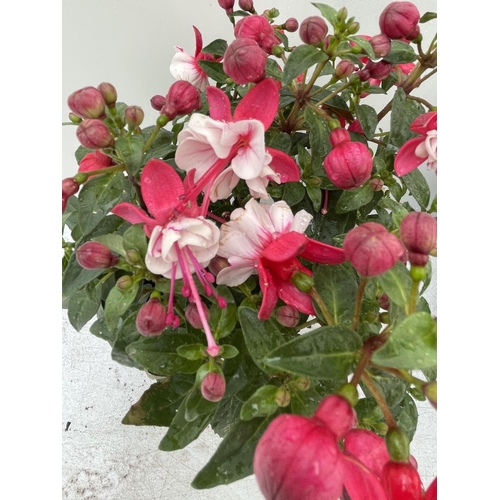 88 - NINE FUCHSIA BELLA IN 20CM POTS 20-30CM TALL TO BE SOLD FOR THE NINE PLUS VAT