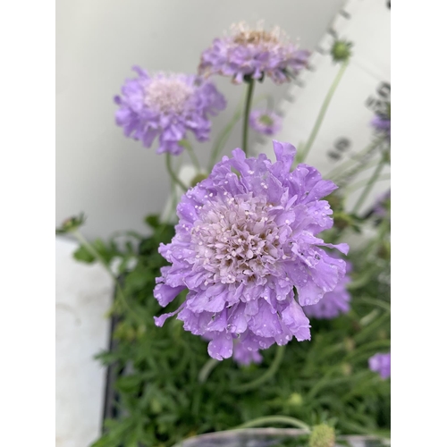 89 - SIX SCABIOSA BUTTERFLY BLUE IN 2 LTR POTS 50-60CM TALL TO BE SOLD FOR THE SIX PLUS VAT