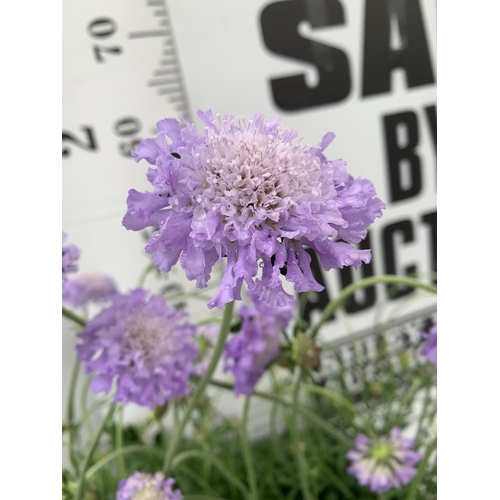 89 - SIX SCABIOSA BUTTERFLY BLUE IN 2 LTR POTS 50-60CM TALL TO BE SOLD FOR THE SIX PLUS VAT