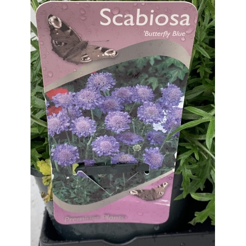 89 - SIX SCABIOSA BUTTERFLY BLUE IN 2 LTR POTS 50-60CM TALL TO BE SOLD FOR THE SIX PLUS VAT