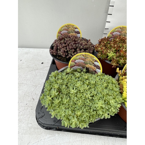 93 - EIGHT VARIOUS VARIETIES OF SEDUM WITH CARDS   IN SIZE P13 POTS TO BE SOLD FOR THE EIGHT PLUS VAT