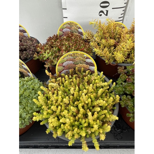 93 - EIGHT VARIOUS VARIETIES OF SEDUM WITH CARDS   IN SIZE P13 POTS TO BE SOLD FOR THE EIGHT PLUS VAT