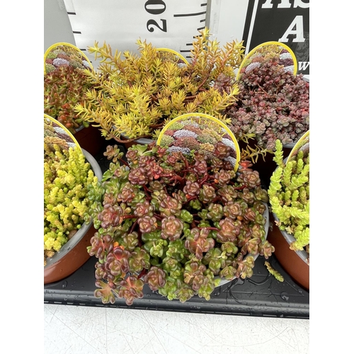 93 - EIGHT VARIOUS VARIETIES OF SEDUM WITH CARDS   IN SIZE P13 POTS TO BE SOLD FOR THE EIGHT PLUS VAT