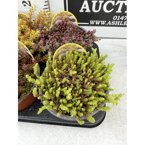 93 - EIGHT VARIOUS VARIETIES OF SEDUM WITH CARDS   IN SIZE P13 POTS TO BE SOLD FOR THE EIGHT PLUS VAT