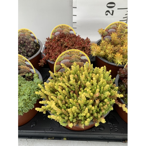 94 - EIGHT VARIOUS VARIETIES OF SEDUM WITH CARDS   IN SIZE P13 POTS TO BE SOLD FOR THE EIGHT PLUS VAT